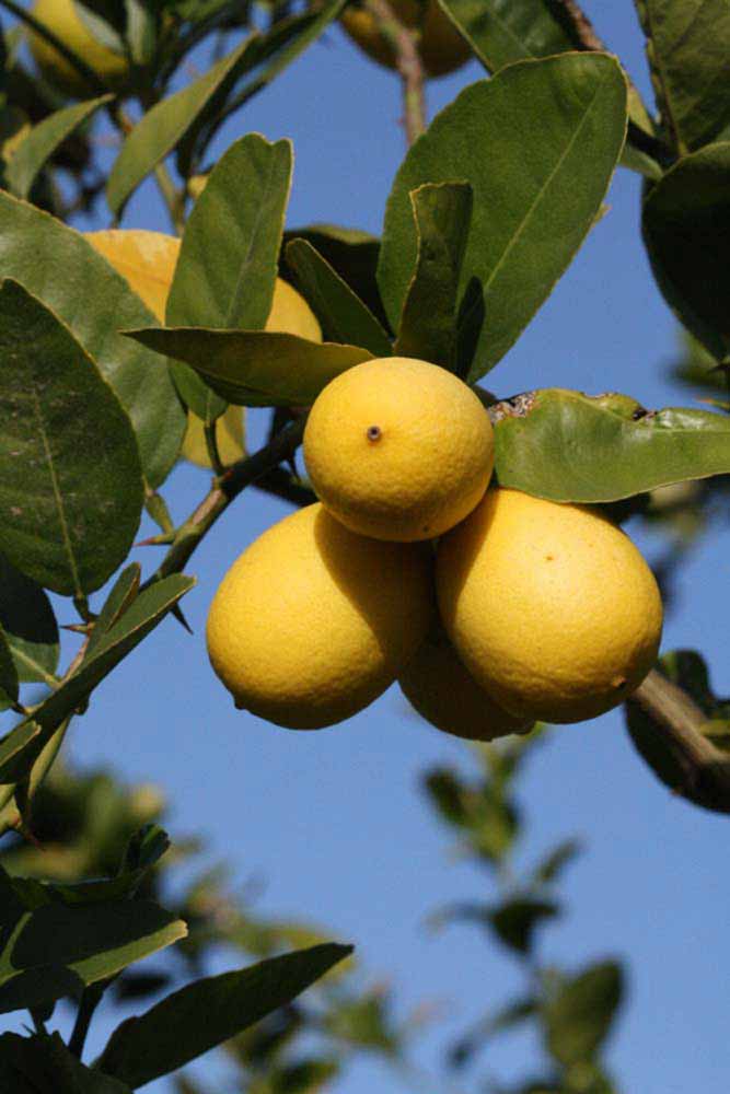            Fruit (Abhayapuri, Riverside, CA)   